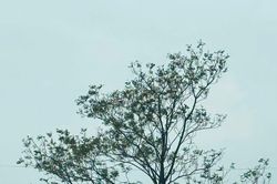 Tản văn: Qua phố ngày đông