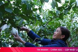 Nhiều mô hình kinh tế mới tạo sức bật phát triển ở Thạch Xuân