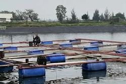 Tổng hợp nhu cầu giống, vật tư thủy sản để khôi phục sản xuất sau mưa lũ
