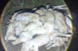 Kinh hãi hàng trăm con heo chết, nghi bị bệnh chuẩn bị đưa ra thị trường tiêu thụ