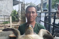 Đồi mồi dứa quý hiếm nặng 17kg mắc vào lưới đánh cá ở Đà Nẵng