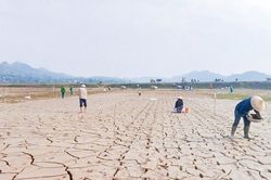 Phù sa dày thêm gần nửa mét sau lũ, nông dân Bích Hào 'chọc lỗ tra hạt' để gieo ngô