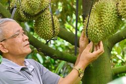 Ứng dụng khoa học công nghệ, 'chìa khóa' cho trái cây Việt vươn ra thị trường quốc tế