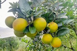 2 thương hiệu nổi tiếng ở Hà Tĩnh giúp hàng nghìn hộ dân đổi đời