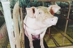 Giá heo hơi hôm nay 3/12: Miền Bắc sát đỉnh 60.000 đồng/kg, miền Trung tăng tới 4.000 đồng