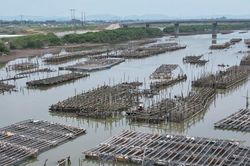 Cần xử lý tình trạng chiếm dụng lòng sông nuôi hàu trái phép tại các xã ven biển