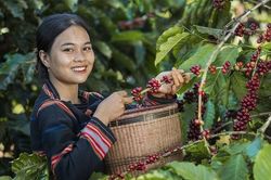 Bất chấp giá lao dốc, xuất khẩu cà phê năm 2025 vẫn lập kỷ lục trên 8 tỷ USD