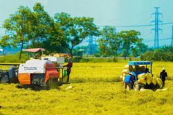 Hướng đến nông nghiệp xanh với VietGAP