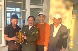 Quảng Trị: Người dân giao nộp rùa núi viền thuộc nhóm quý hiếm