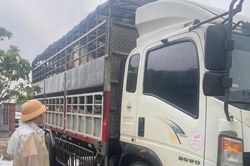 Phát hiện 2 ô tô tải chở heo nghi nhiễm bệnh, cảnh sát giao thông làm ngay điều này lúc 3h30 sáng