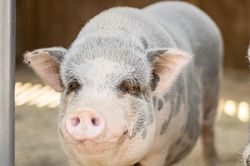 Giá heo hơi hôm nay 4/12: 3 miền kéo dài chuỗi tăng, miền Bắc lên đỉnh 60.000 đồng/kg