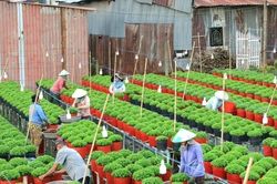 Festival hoa - kiểng Sa Đéc dự kiến đón nửa triệu lượt khách