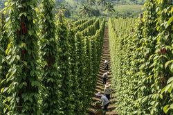 Giá tiêu hôm nay 5/12/2025: Tăng nhẹ trở lại 150,000 đồng