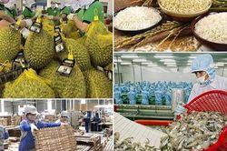 Sản xuất nông nghiệp nỗ lực khôi phục sau thiên tai, duy trì ổn định