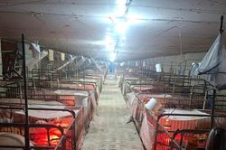 Bảo đảm nguồn cung thịt heo dịp cuối năm