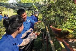 Người trẻ sản xuất, kinh doanh giỏi