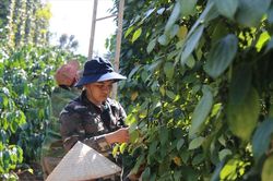 Giá tiêu hôm nay 7/12/2025: Tăng nhẹ 500 đồng