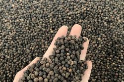 Giá tiêu hôm nay 7/12/2025: Xuất khẩu vượt 1,5 tỷ USD, thị trường sôi động trở lại