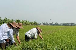 Giá lúa gạo hôm nay 7/12/2025: Giữ ổn định ở ĐBSCL