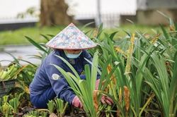 Mầm xanh sau lũ