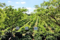Giá cà phê hôm nay 8/12/2025: Đồng loạt tụt xuống đỉnh 103.000 đồng/kg