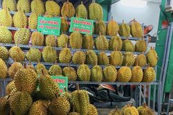 Giá sầu riêng hôm nay 8/12/2025: Giao dịch giữ nhịp trầm lắng