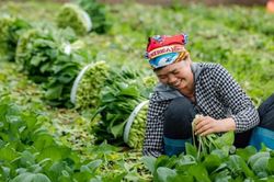 Giá rau tăng cao sau đợt thời tiết bất thường: Người trồng vất vả, người mua chật vật