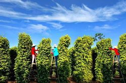 Giá tiêu hôm nay 9/12/2025: Tiếp tục lấy lại đà phục hồi nhẹ