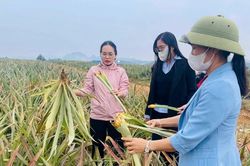 Xác định nguyên nhân bước đầu khiến 500ha dứa bỗng nhiên héo úa, chết hàng loạt