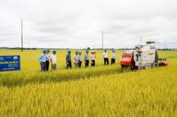Liên kết hợp tác xã – doanh nghiệp, mở đường cho chuỗi giá trị