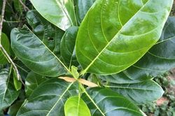 5 cách dùng lá mít chữa bệnh