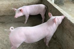 Giá heo hơi hôm nay 12/12/2025: 3 miền tăng mạnh, nâng đỉnh lên 62.000 đồng/kg