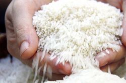 Giá lúa gạo hôm nay 12/12/2025: Xuất khẩu đến Trung Quốc tăng mạnh