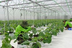 Làm chủ công nghệ, bước tiến mới của nông nghiệp Thanh Hóa