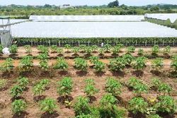Từ 2026, chuyển đất vườn sang đất ở chỉ nộp 30%