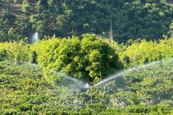 Giá cà phê hôm nay 14/12/2025 chốt ở đỉnh 101.000 đồng/kg