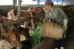 Tuyên Quang sau hợp nhất: Phát huy lợi thế vật nuôi đặc hữu thành hàng hóa quy mô lớn