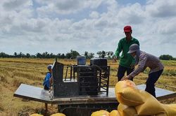 Giá lúa gạo hôm nay 15/12/2025: Giữ nhịp ổn định