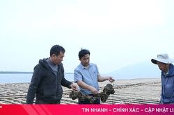 Phát triển nghề nuôi nhuyễn thể trên sông Cửa Sót