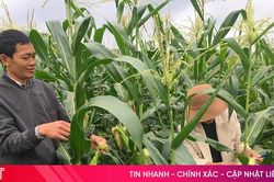 Hỗ trợ hơn 16 tỷ đồng mua giống ngô cho người dân vùng thiên tai