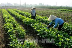 Mức thu tiền sử dụng đất khi chuyển đất nông nghiệp sang đất ở từ 1/1/2026