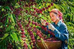 Muốn vào châu Âu, nông sản không chỉ sạch mà còn phải 'đúng xuất xứ'