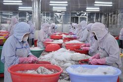 Các địa phương khẩn trương ban hành chính sách chuyển đổi nghề cho ngư dân