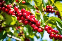 Giá cà phê hôm nay 16/12: Giá giảm mạnh, robusta thấp nhất 4 tháng