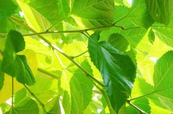 Công dụng ít người biết của lá dâu tằm