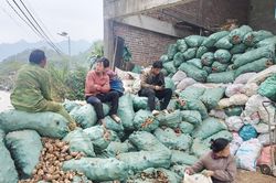 Dong riềng mất gần nửa giá, tỉnh Cao Bằng ra 'chỉ thị khẩn'
