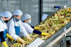 Bộ Tài chính đề xuất làm rõ thuế GTGT với nông sản sơ chế