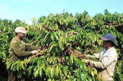 Giá cà phê hôm nay 19/12: Rơi khỏi mốc 90.000 đồng/kg