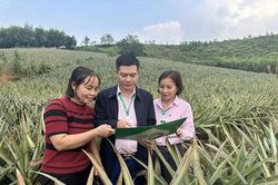 Vốn tín dụng chính sách góp phần giải quyết việc làm