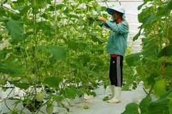 Lấy hợp tác xã làm nòng cốt, Tuyên Quang thúc đẩy nông nghiệp công nghệ cao